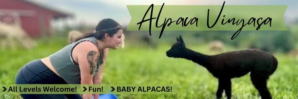 Alpaca Vinyasa! Yoga Class