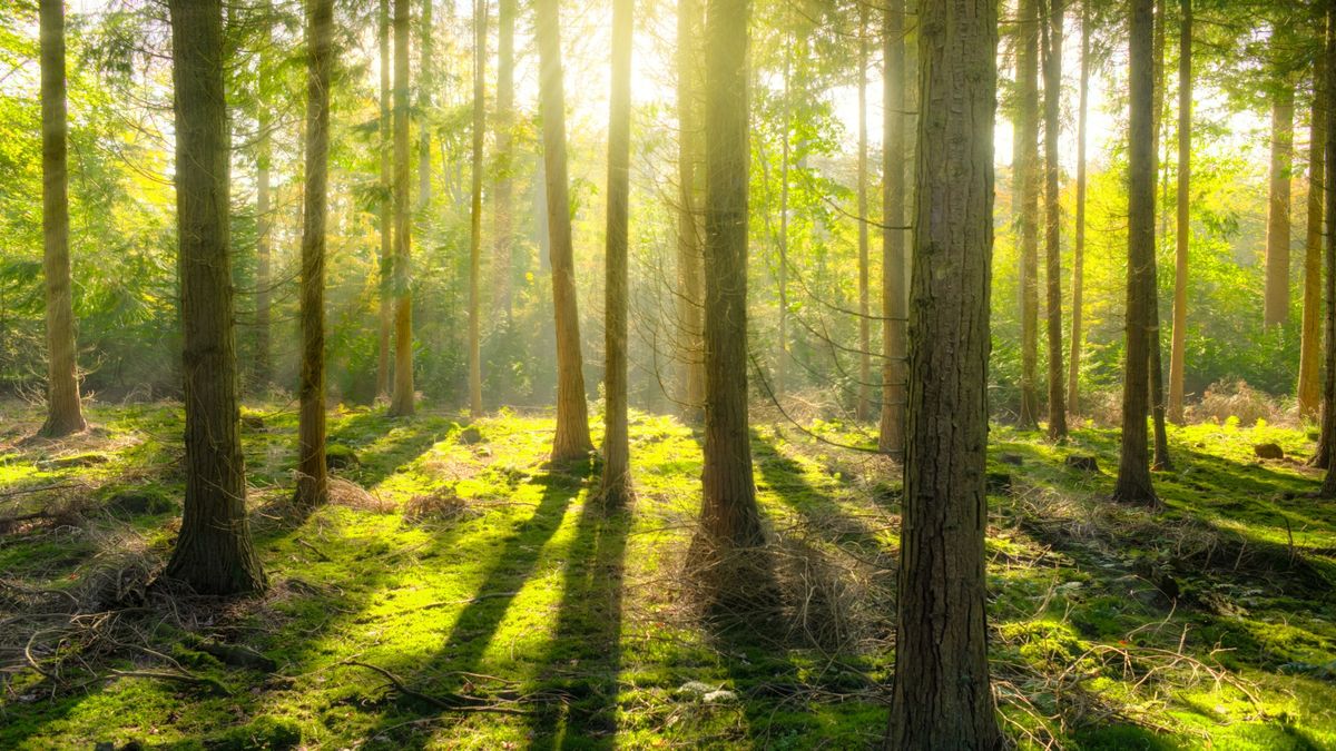 Concurso Cine de verano 2024 'Viaje a la naturaleza'.