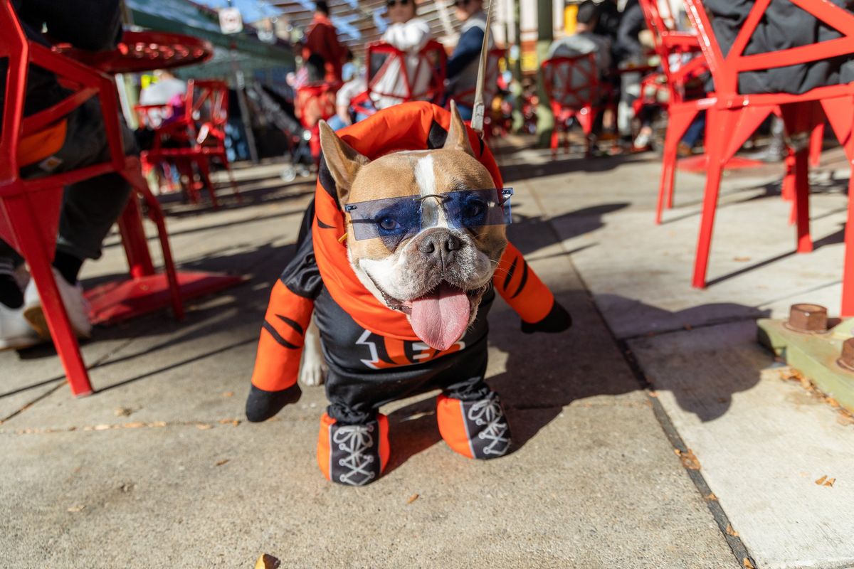 Howl O Ween Dog Costume Contest