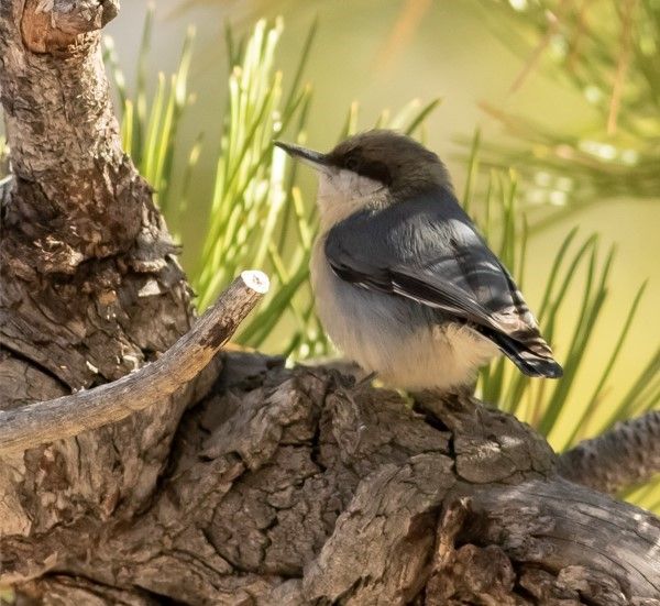 Audubon Bird Walk