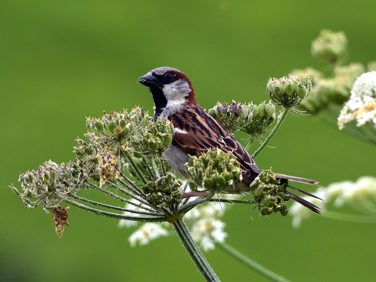 Save our Sparrows - a Portsdown Talk