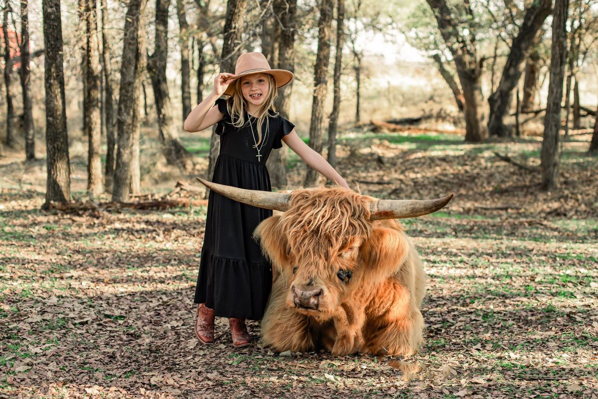 Maverick the Highland Cow Returns to Cedar Park