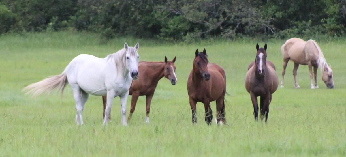 Horses 101 for Military Children