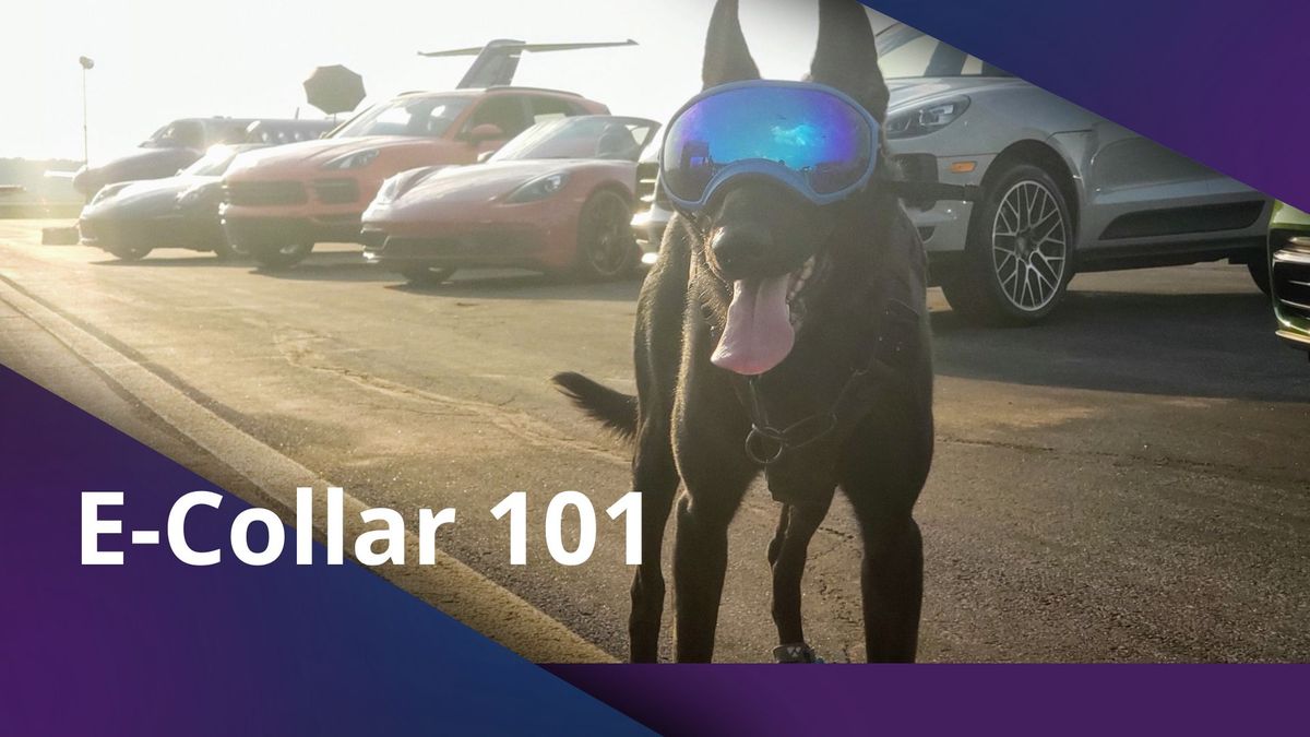 E-Collar 101