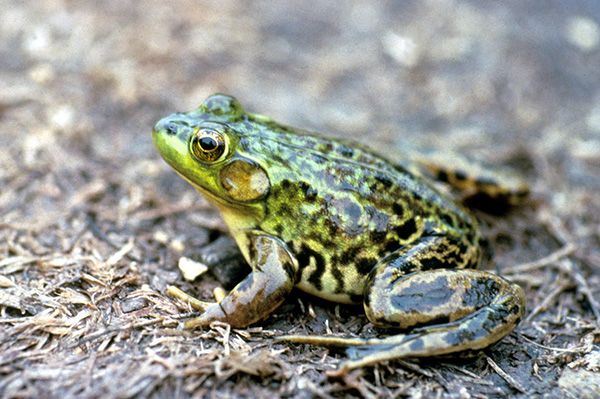 Meet our Animals: Amphibian Jeopardy!