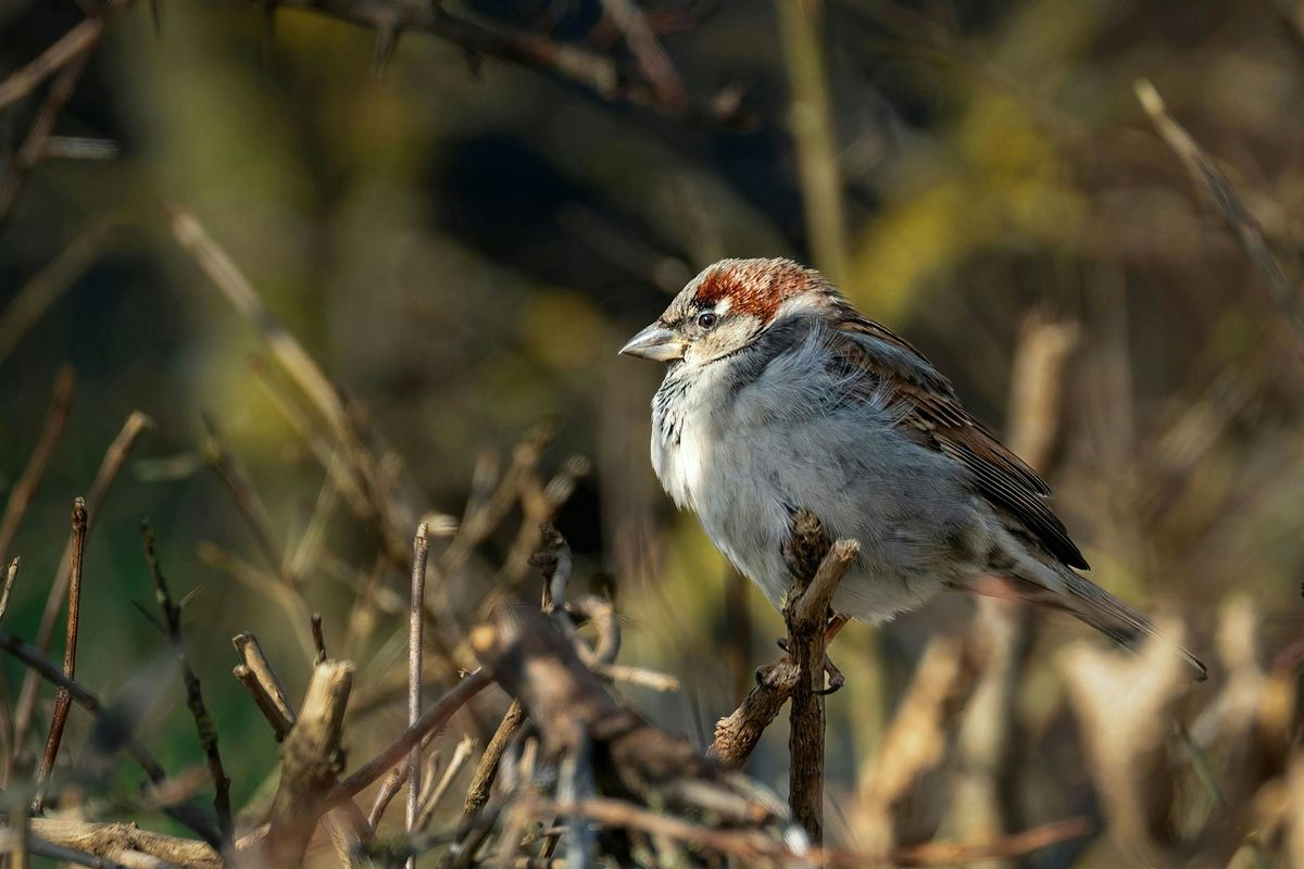 Birding at Burden January 2026