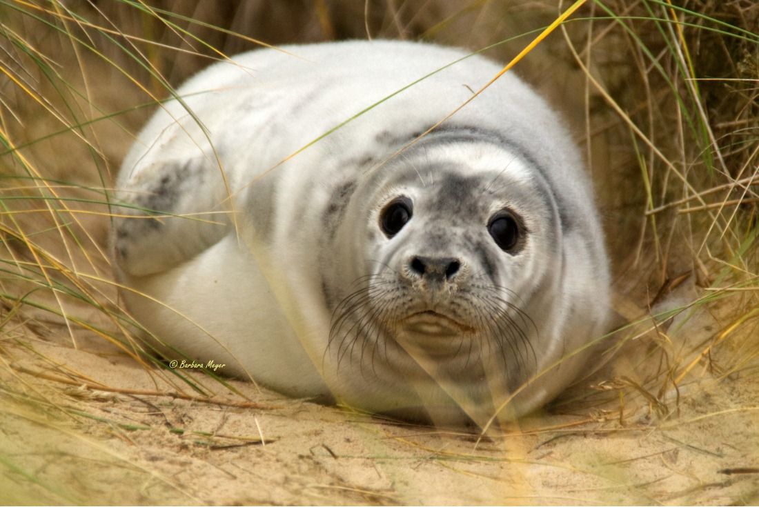 Seal Photography for Teenagers in Norfolk