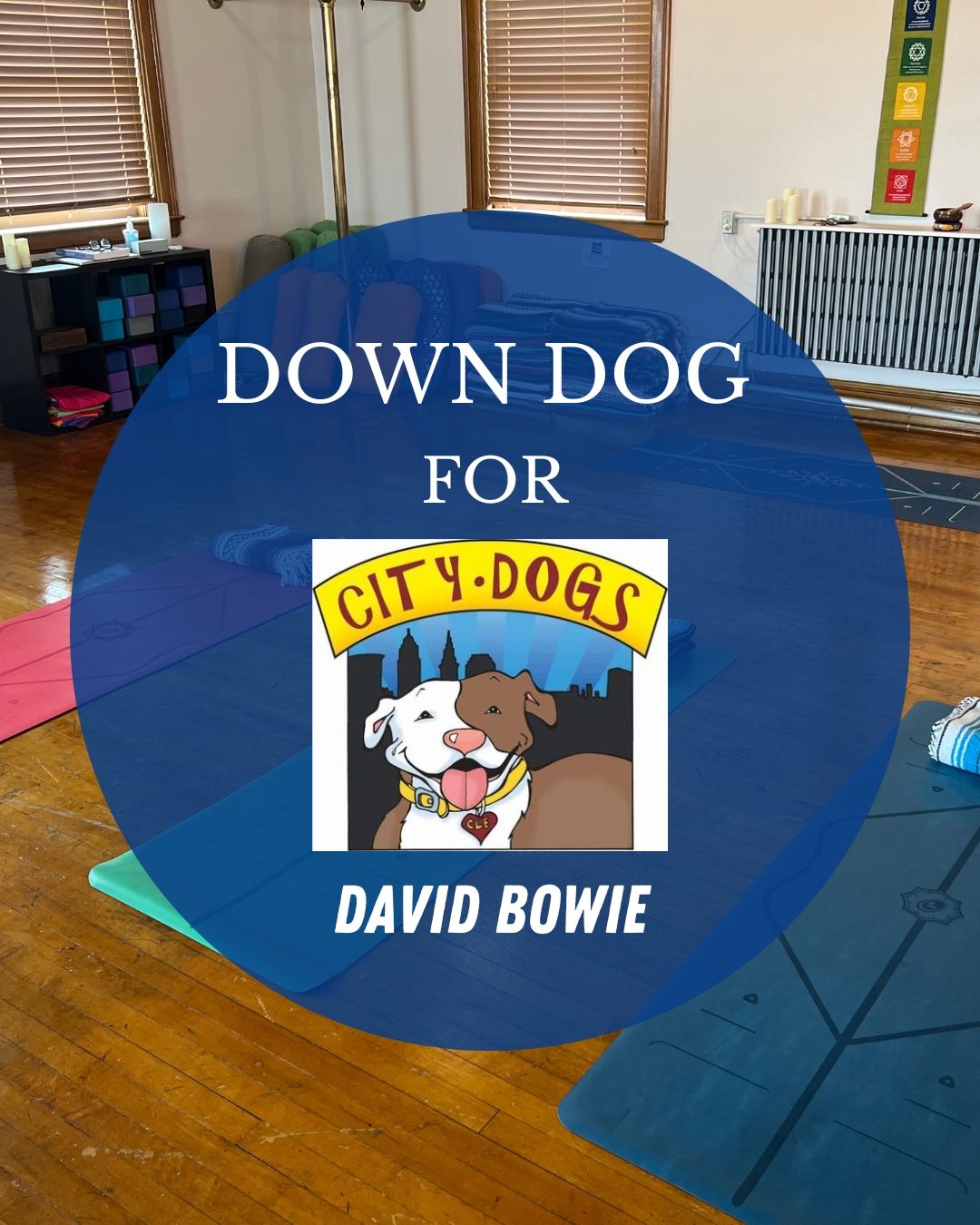 Down Dog for City Dogs: David Bowie