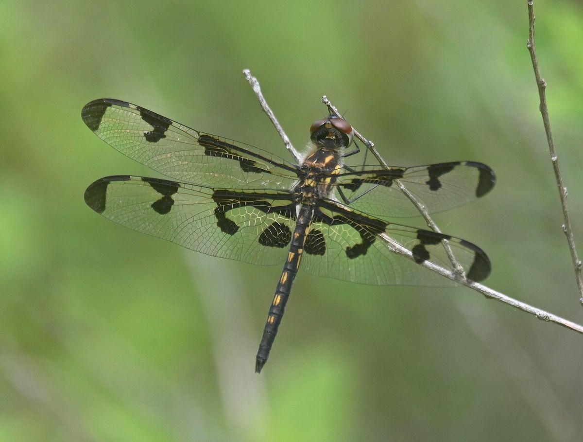 Dragonflies and Damselflies (Odonata) of MA