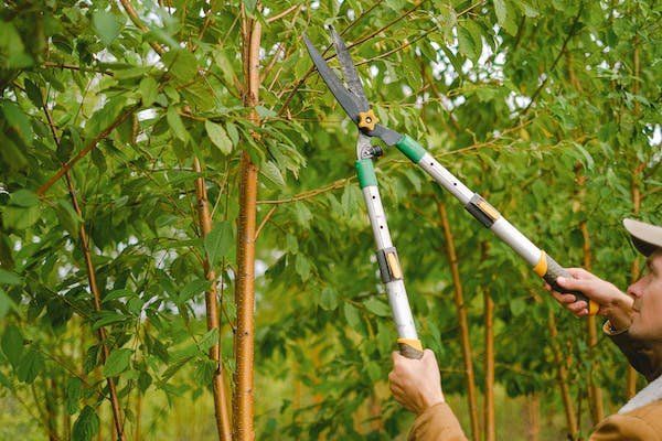 Essential Pruning Techniques for Healthy Plants