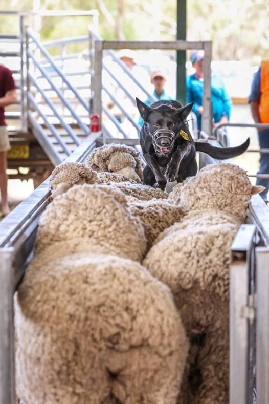 2022 Jerilderie Working Dog Auction