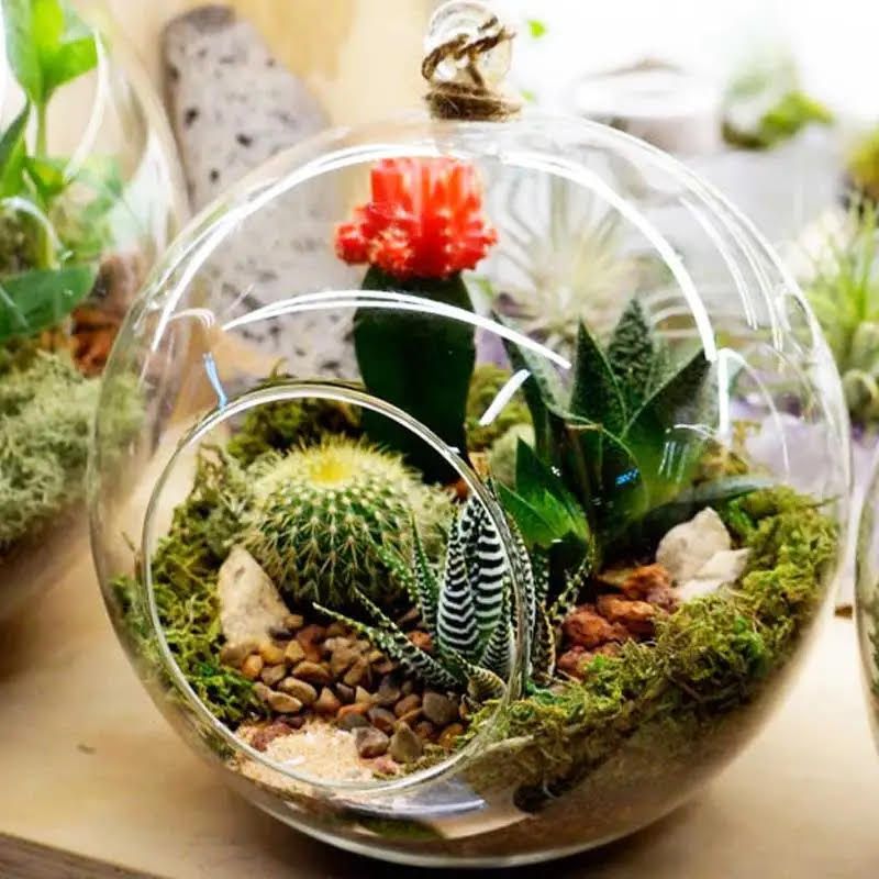 Hanging Succulent Terrarium