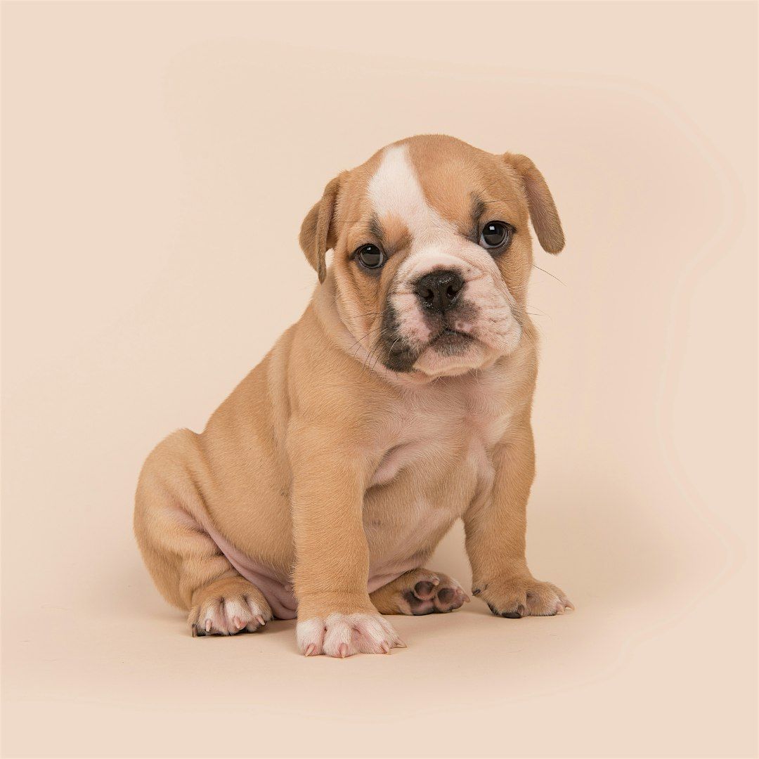 English Bulldog Puppy Yoga in Toronto