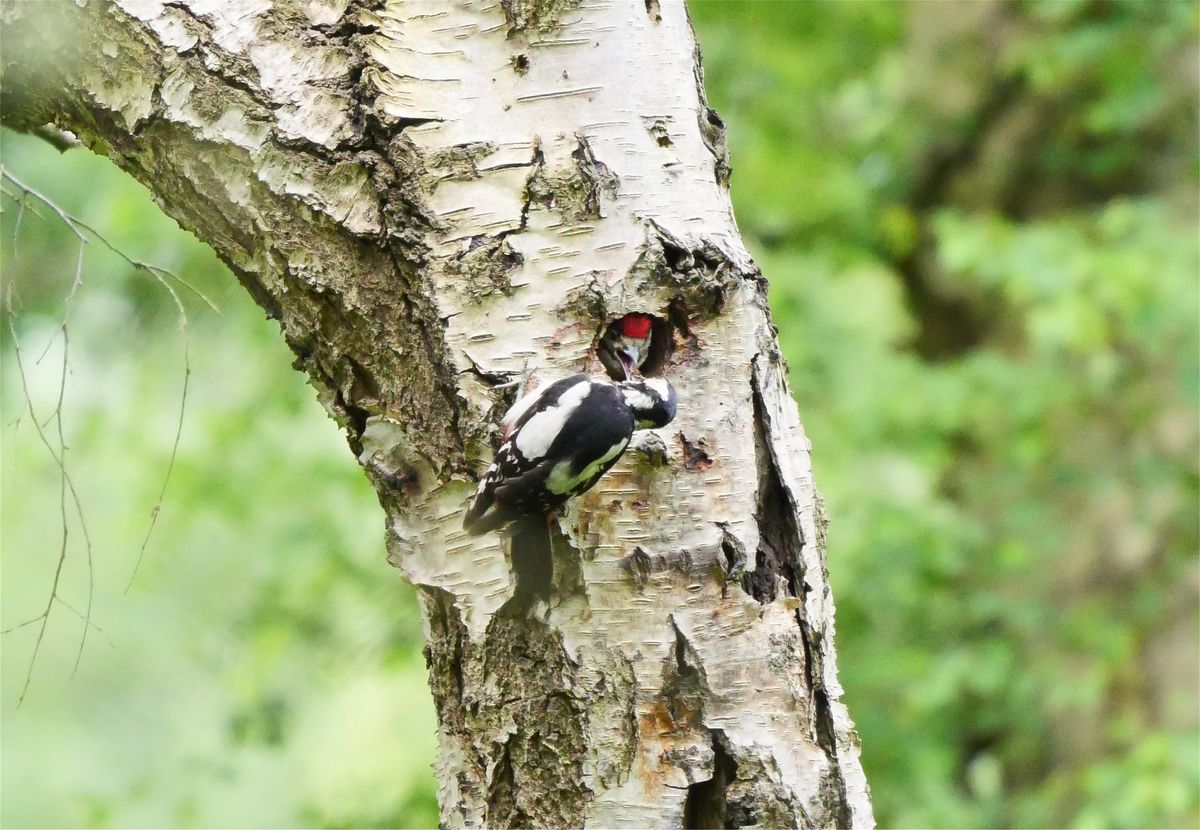 Woodpecker Walk