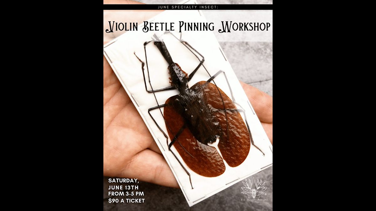 Violin Beetle Pinning Workshop