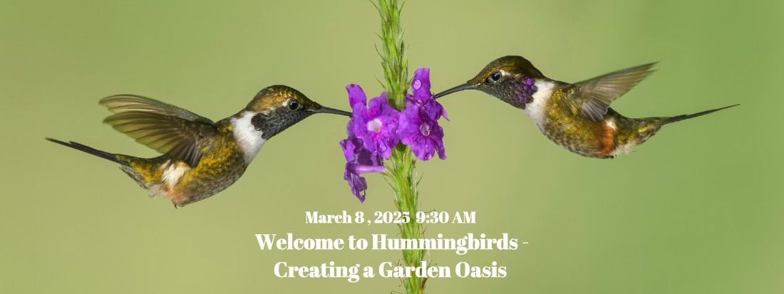 Welcome to Hummingbirds - Creating a Garden Oasis 