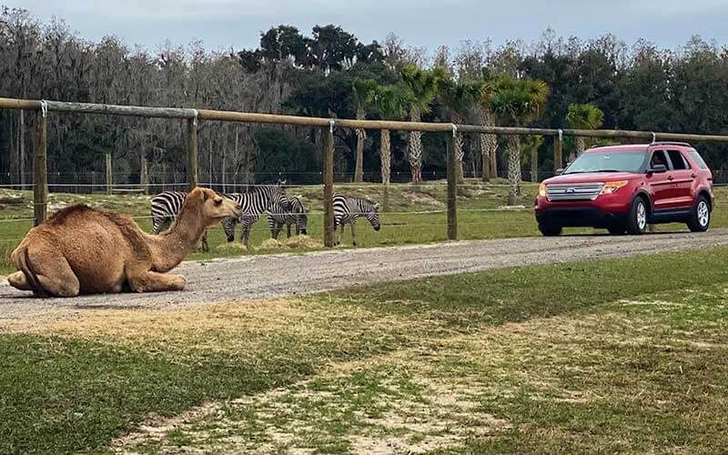 \ud83d\udc0a Wild Florida Drive-Thru Safari Park 4-Day Getaway \ud83c\udf34 Orlando $79 Per Couple