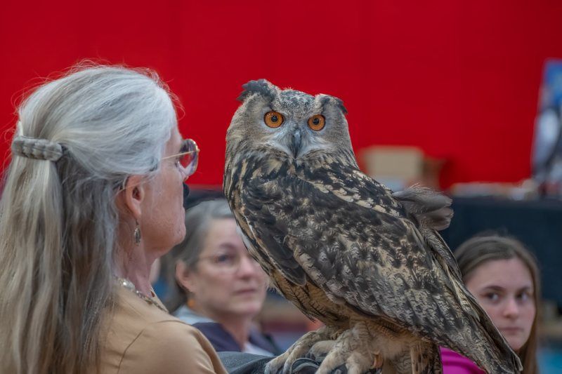 CraneExplorer: Owls Up Close!