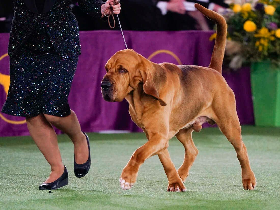 Westminster Kennel Club Dog Show