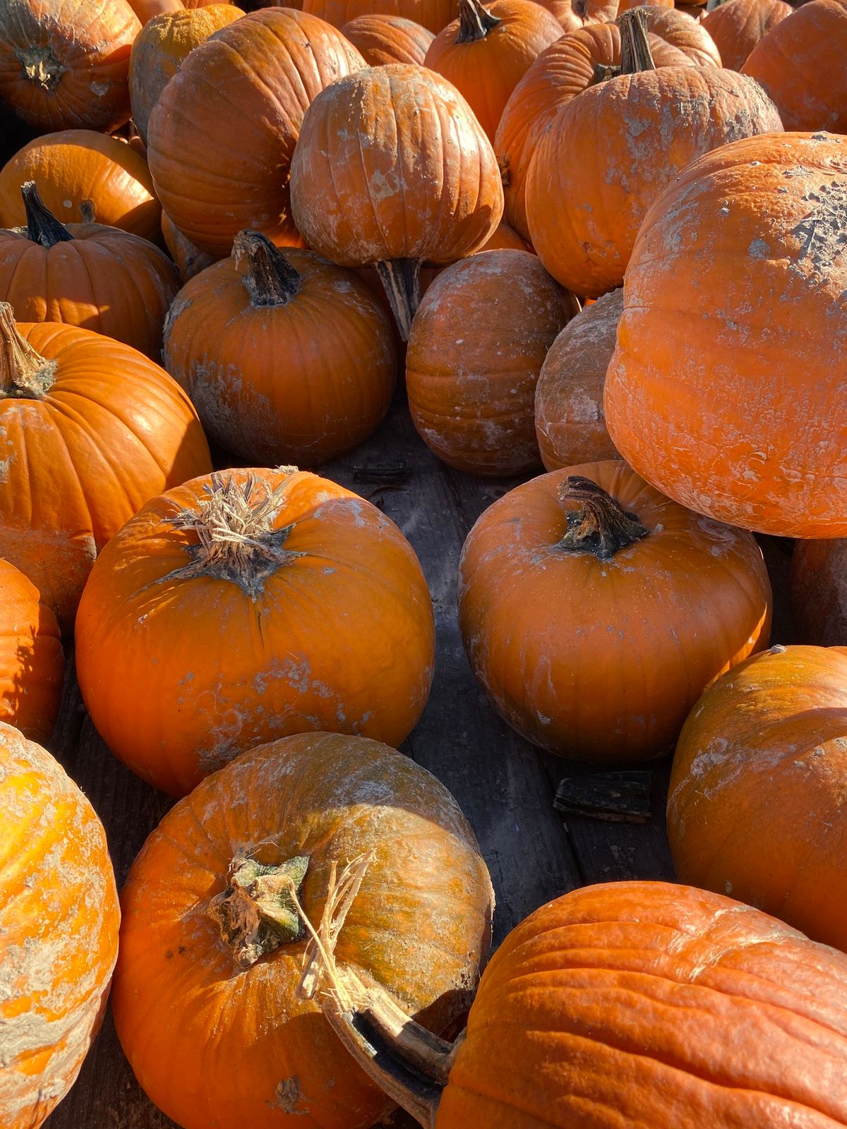 Pumpkin Patch Day!