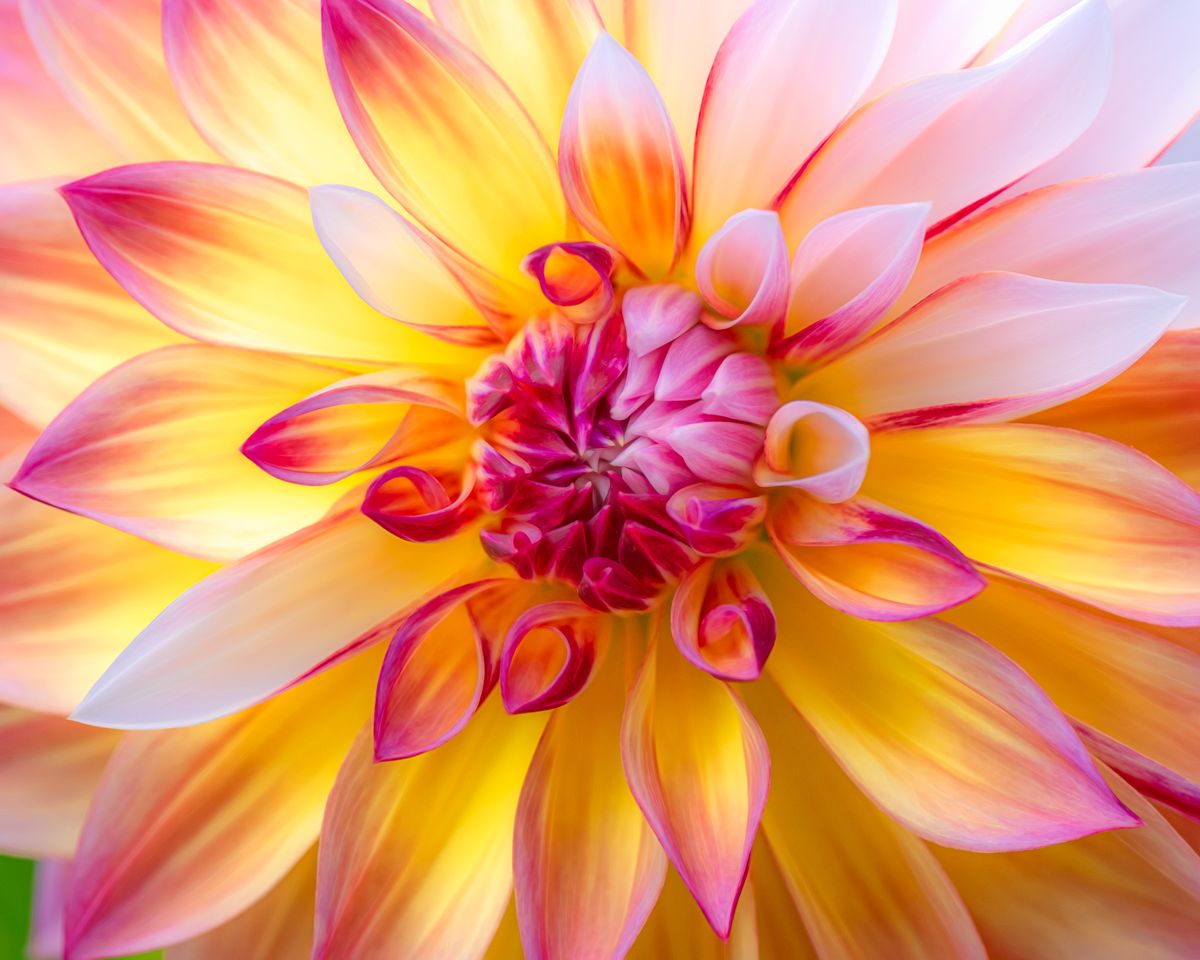 Dancing with Dahlias Photo Workshop: Attend One or Both Sessions