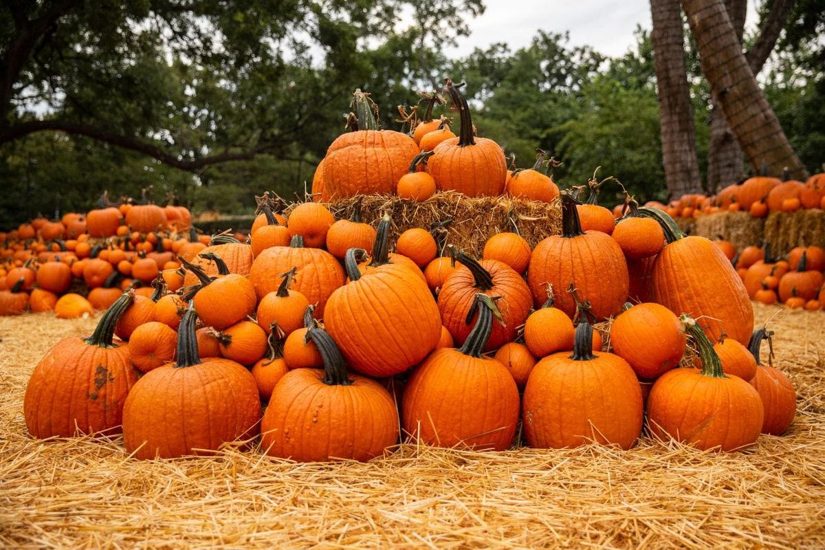 Pumpkin Santum + Val\u00b4Quirico.