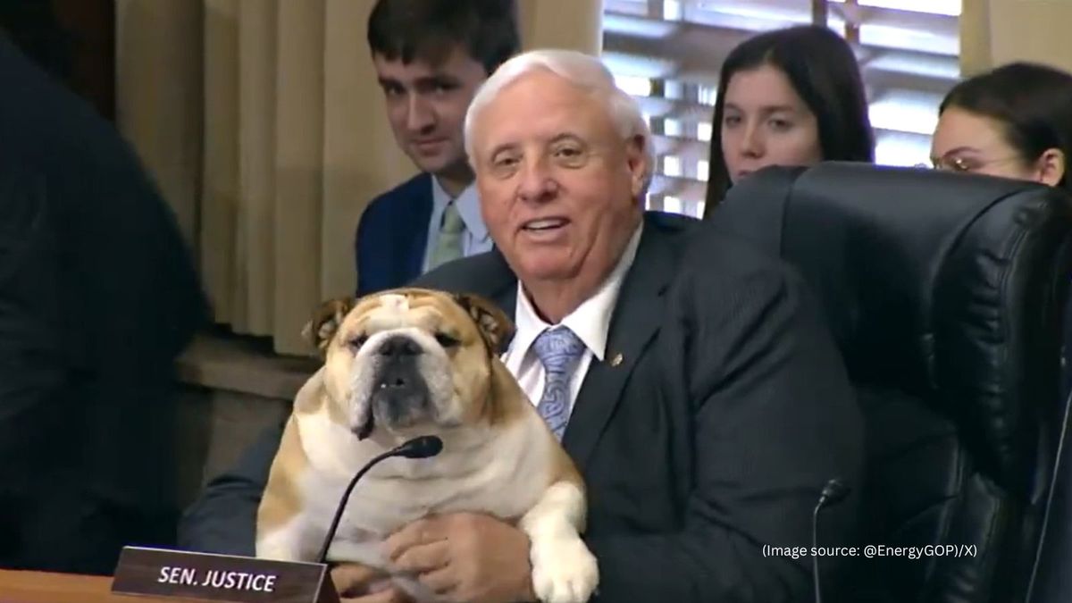 Bulldog Courage (16+)