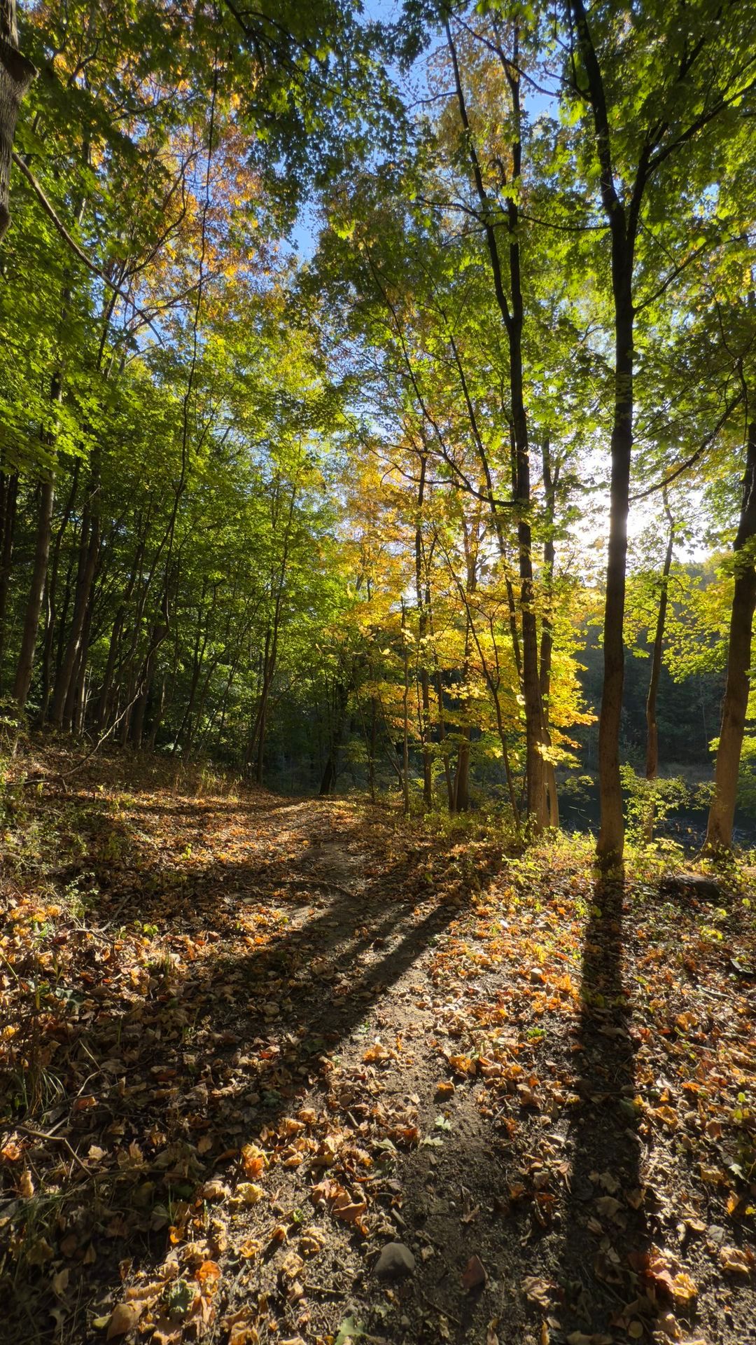 Crystal Lake Forest Cleanup!