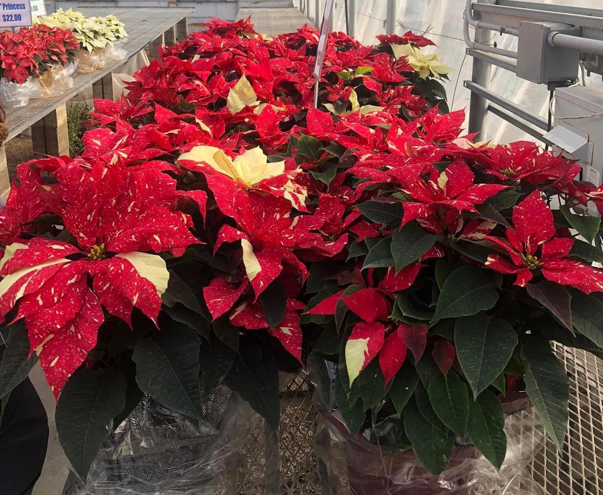 5th Annual Bellevue Lions Poinsettia Sale