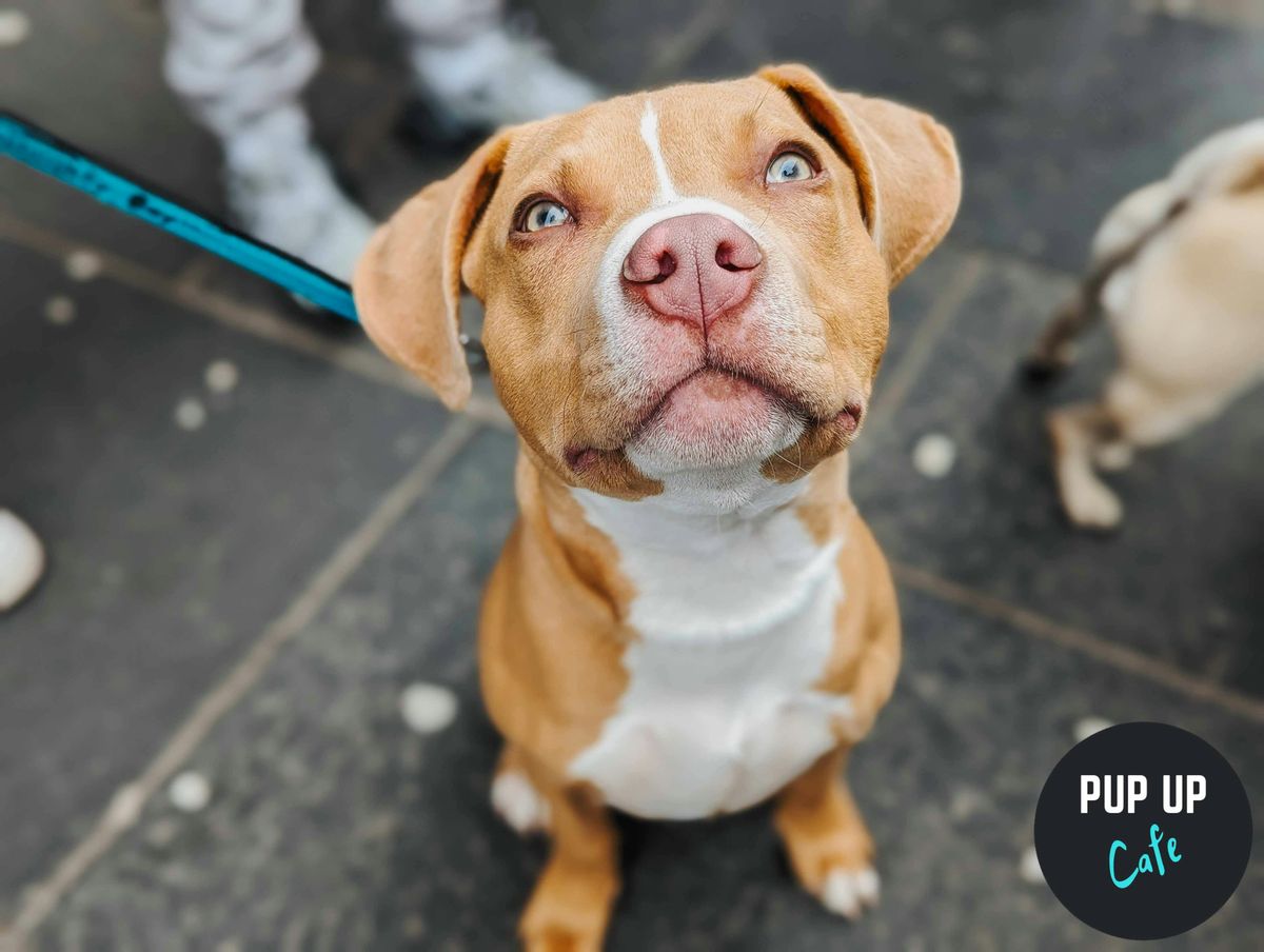 All Paws Welcome Pup Up Cafe - Glasgow