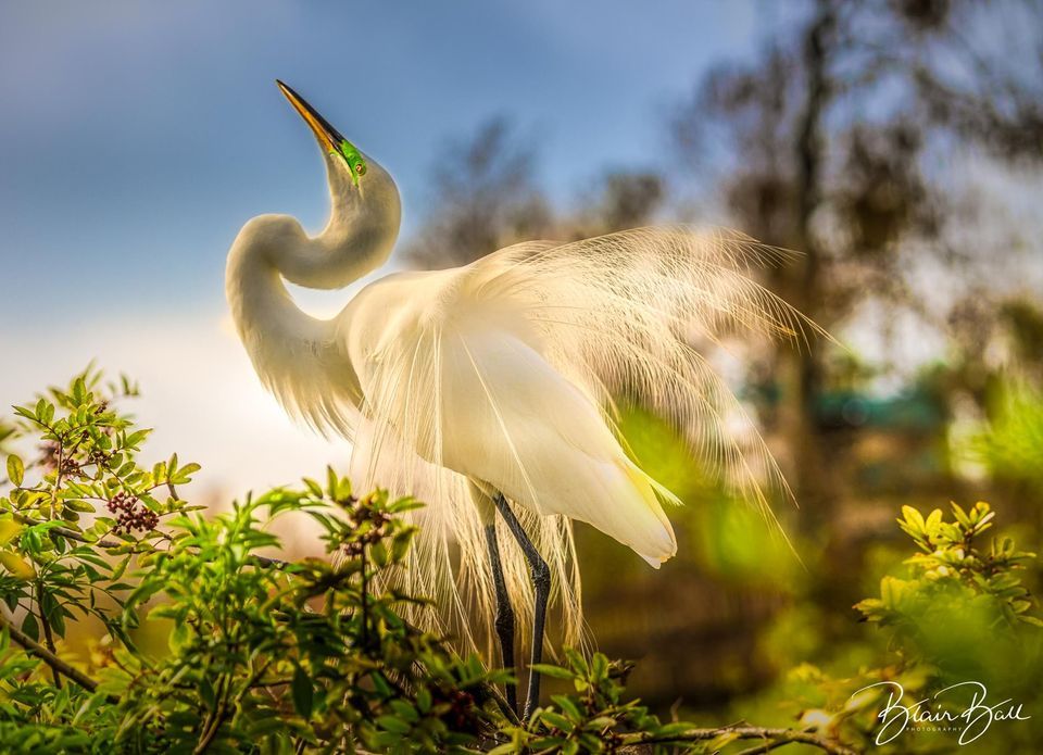 Florida Bird Photography Workshop