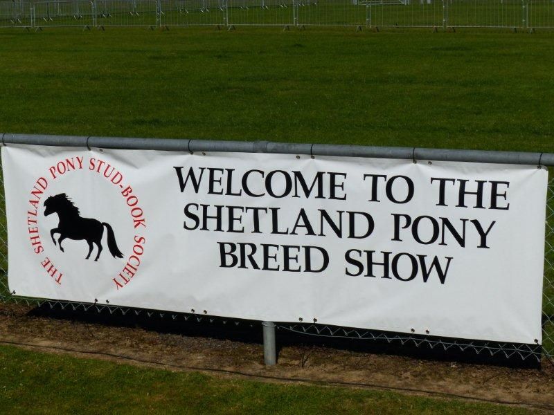 Shetland Pony Breed Show 2024