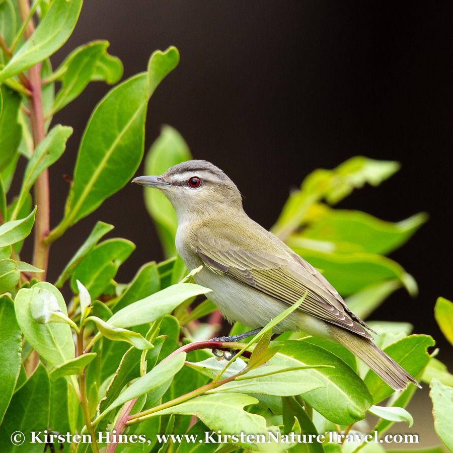 MONTHLY MEETING with AUDUBON EVERGLADES & KIRSTEN HINES, Wildlife Photographer & Conservationist