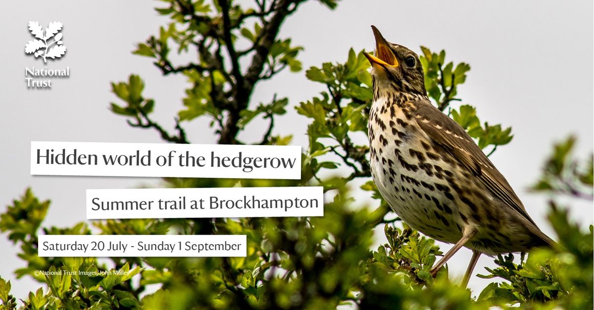 Hidden world of the hedgerow - children's summer trail