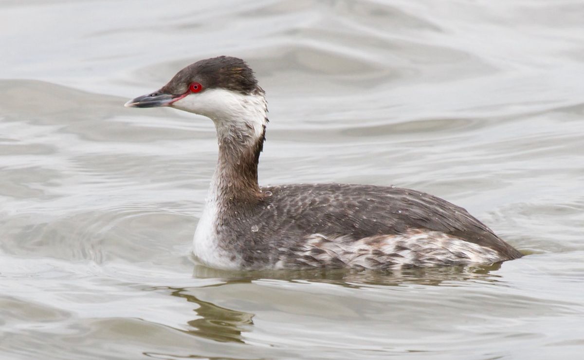 Birding by Boat around the Baltimore Peninsula