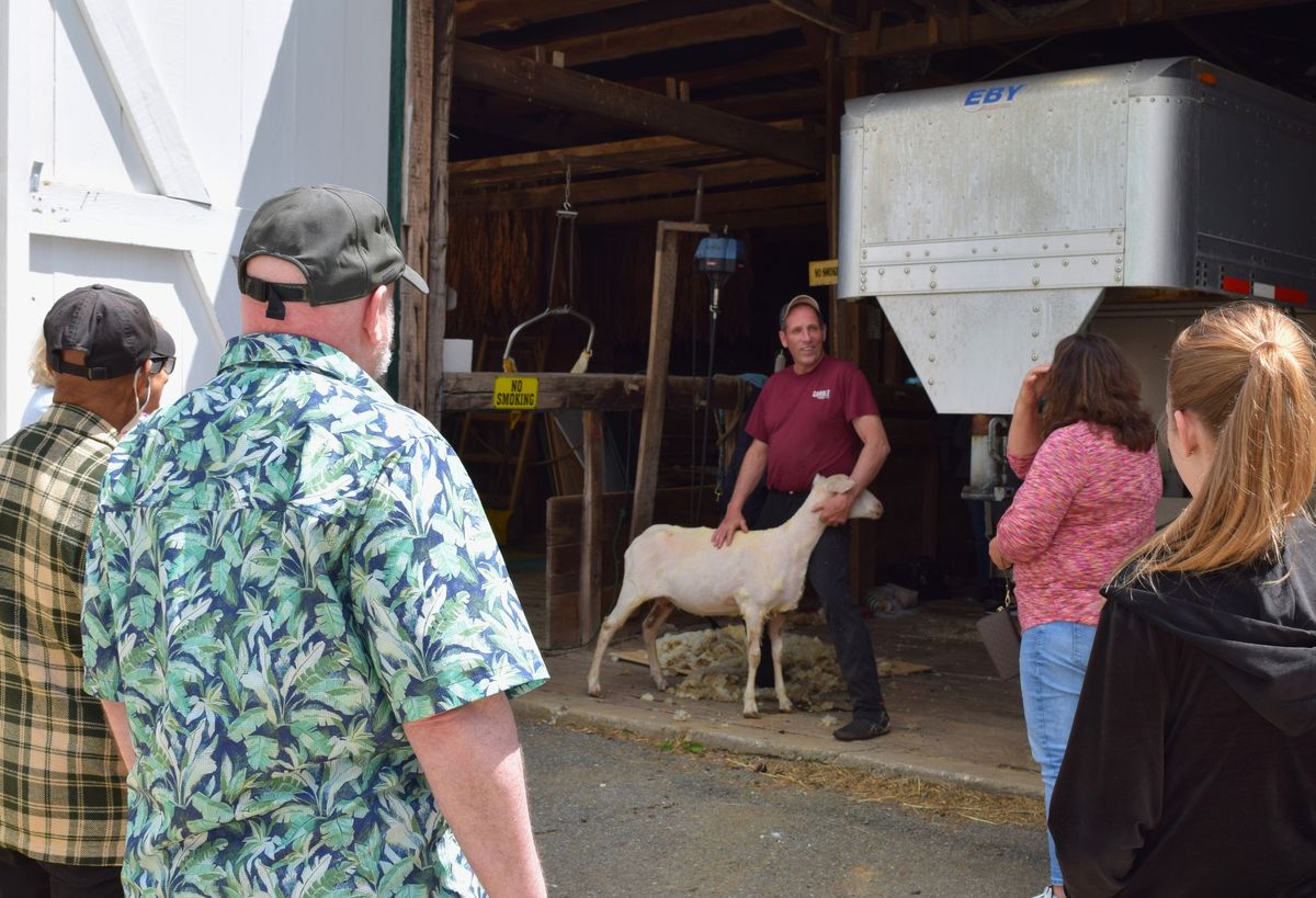 Sheep Shearing at The Amish Farm and House