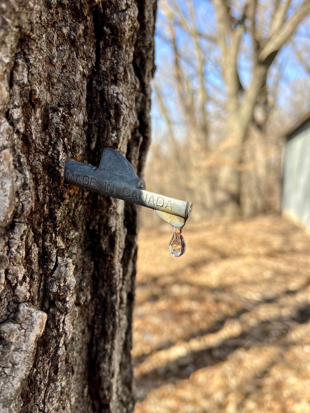 Maple Syrup: Sap to Sugar