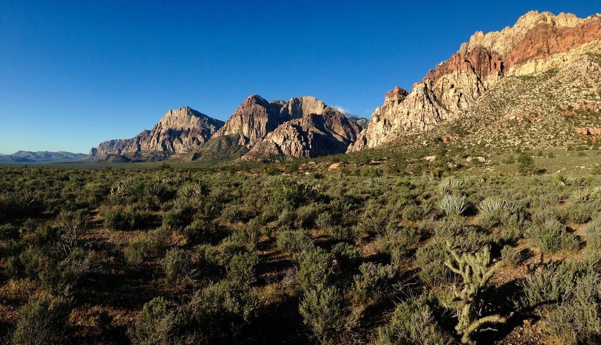 Edible & Medicinal Plants of the Mojave Desert: Las Vegas Area