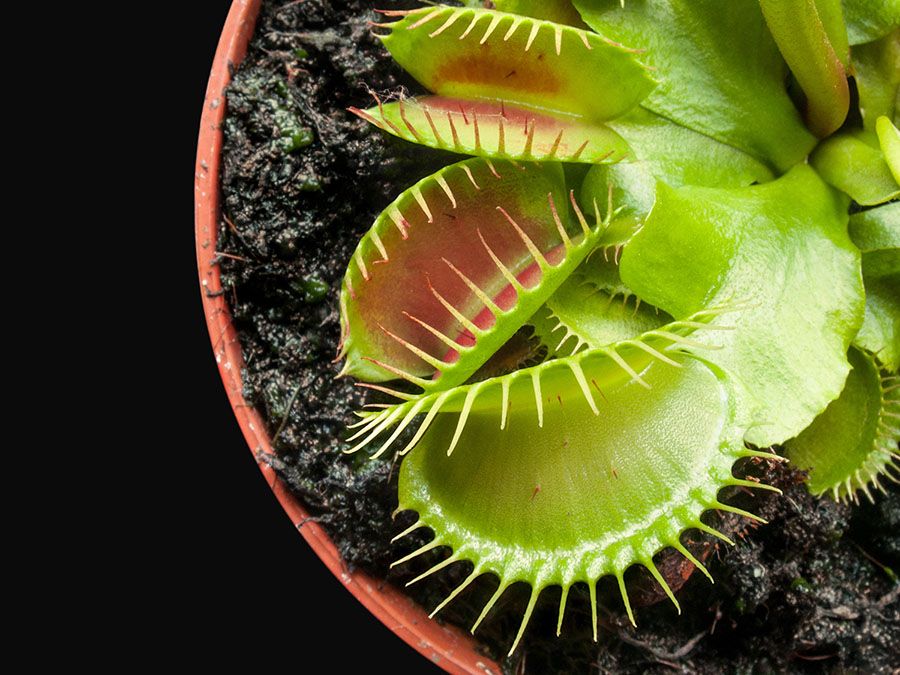 Carnivorous Plant Talk + Q&A