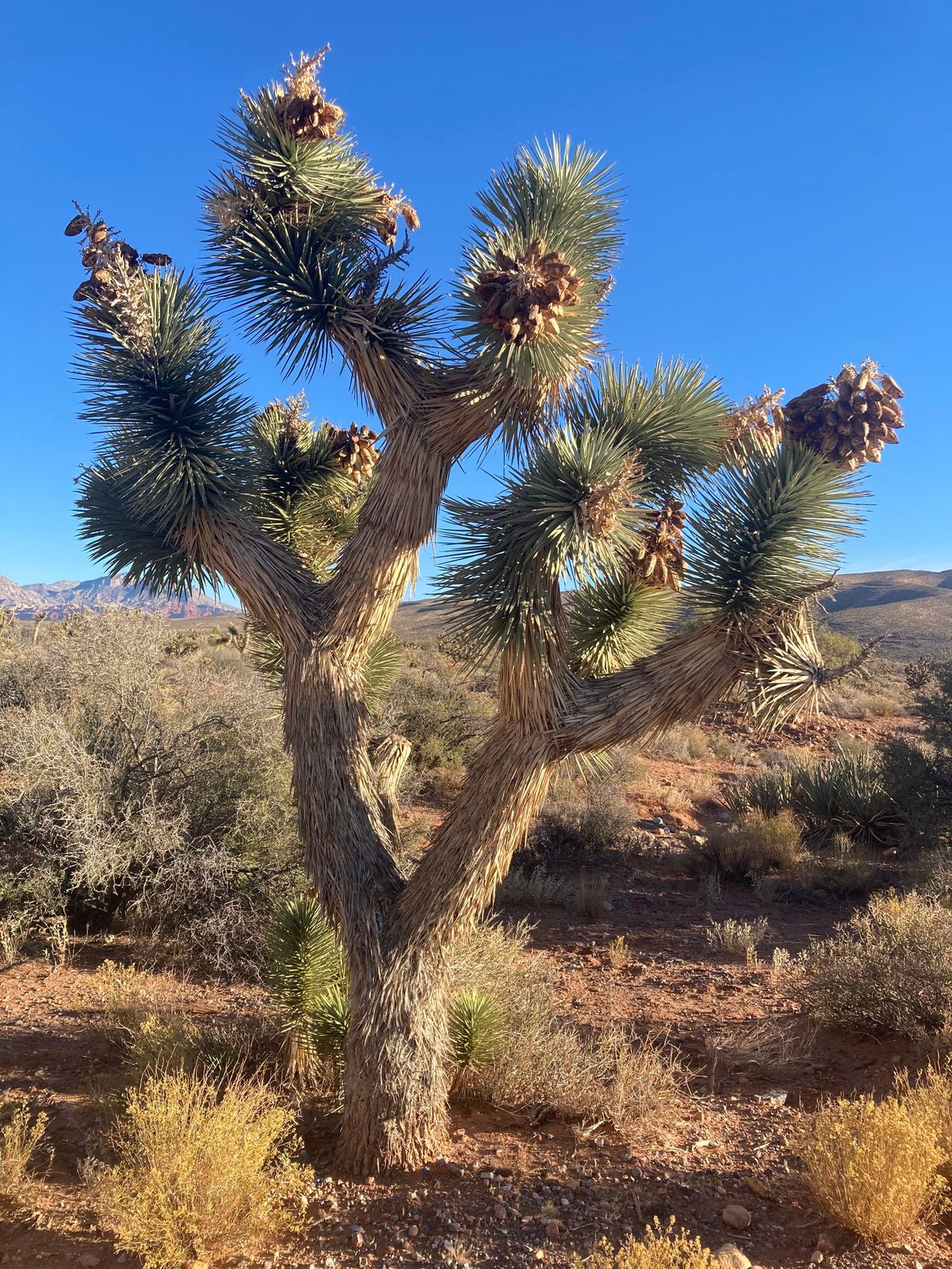 Trees, you can't hug them all.