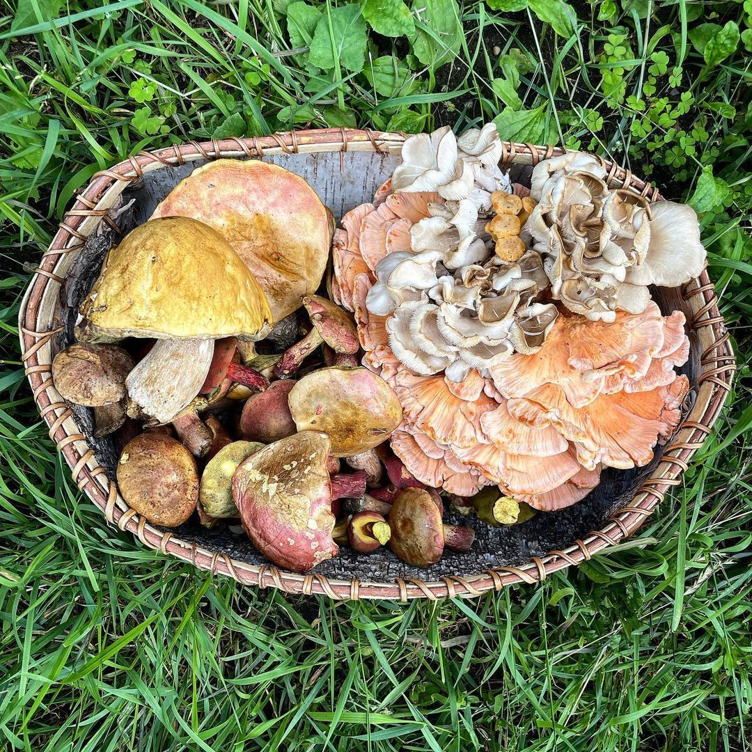 Introduction to Wild Mushrooms