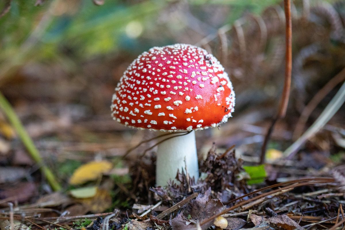 Fungi at Sherwood Pines \ud83c\udf44\ud83d\udcf7