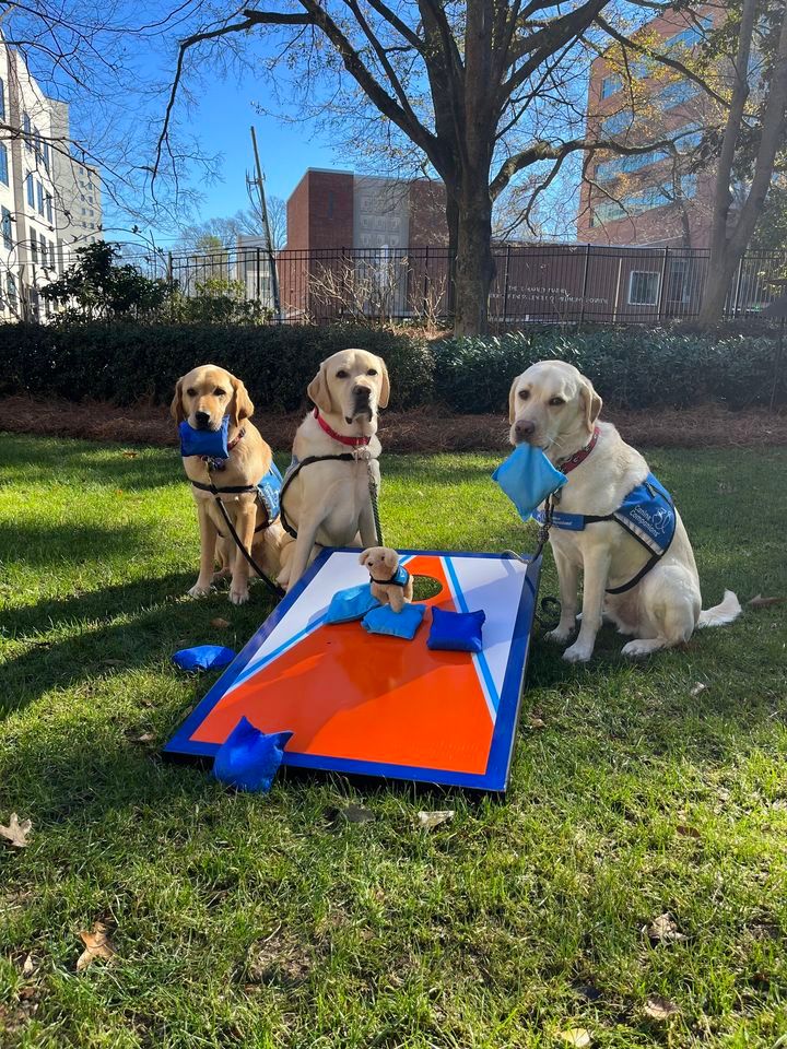 Cornhole for Canines