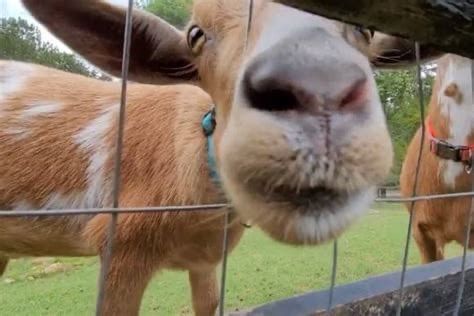 PREK ANIMAL MEET AND GREET at FARM AT LITTLE FOX HOLLOW