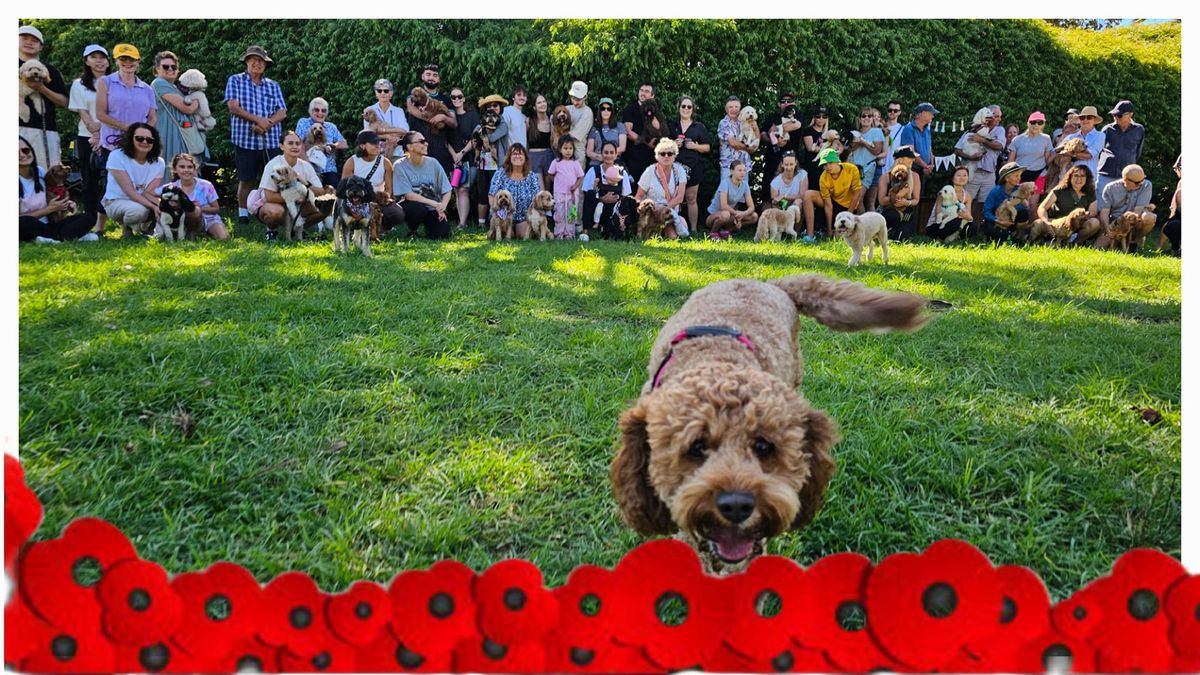 ANZAC DAY- 2hr cav\/oodle playdate Dog refuge fundraiser - Joondana