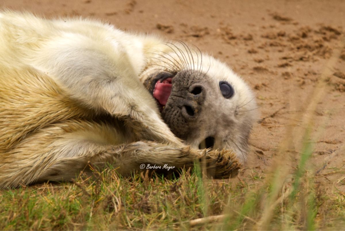 Seal Photography for Teenagers at Donna Nook