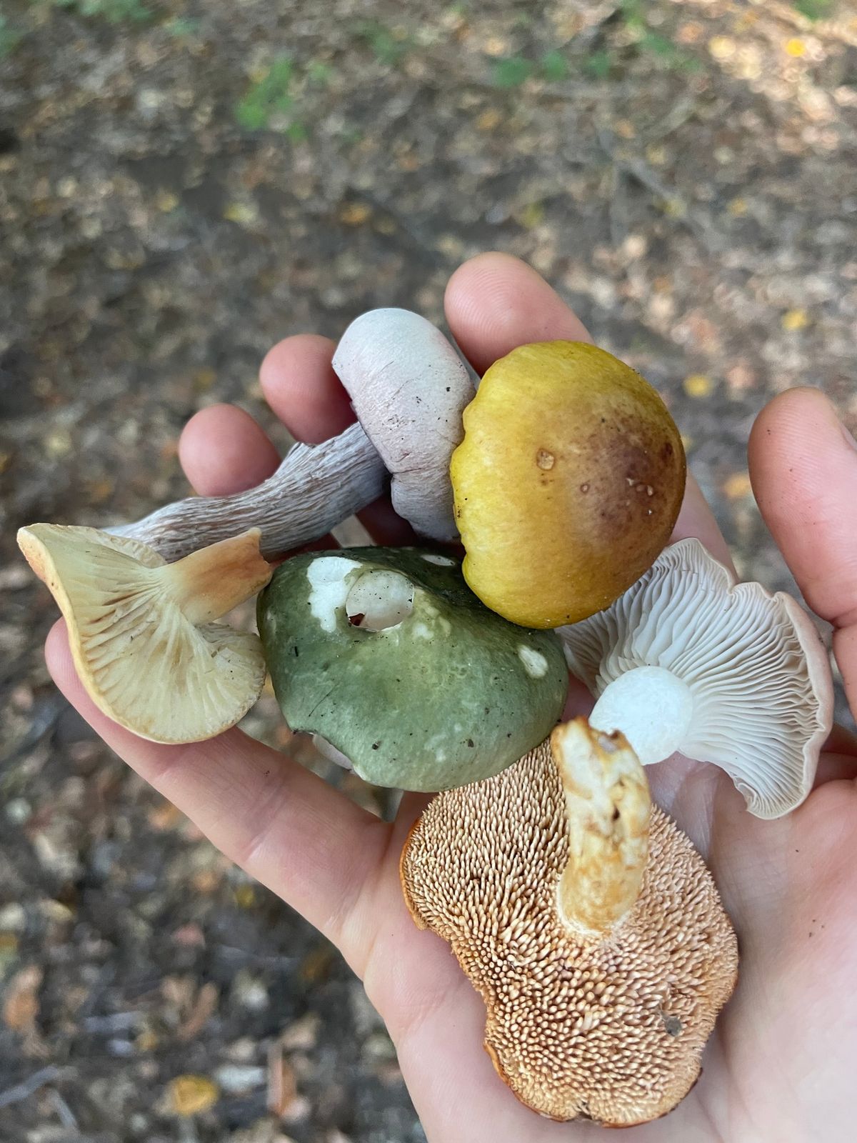 Free Foraging Walk in Hamden