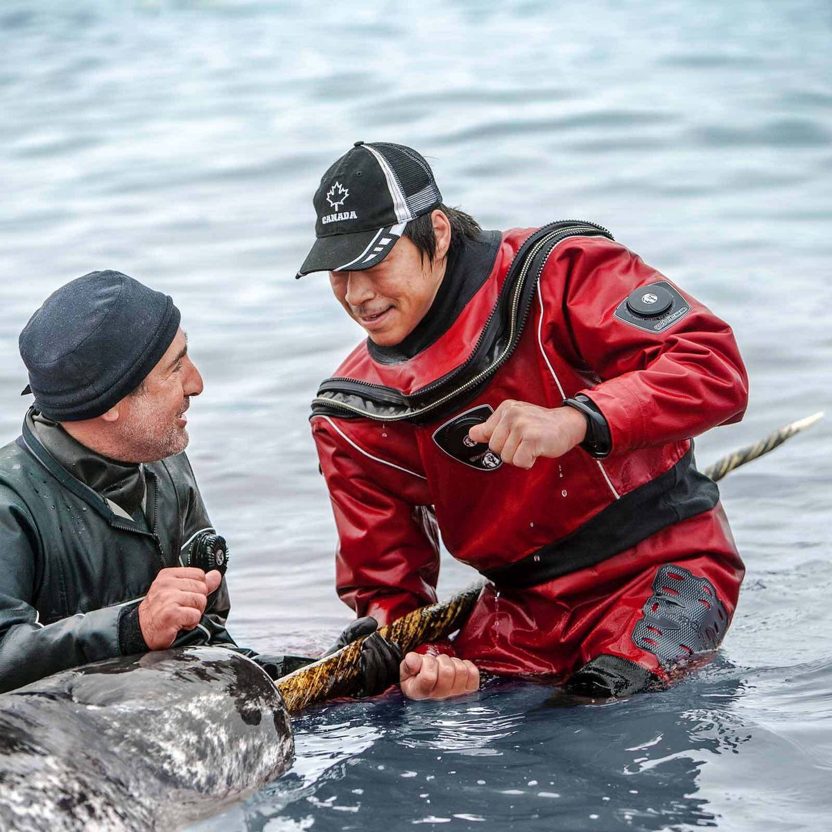 Narwhal Biology and a Tusk with a Twist