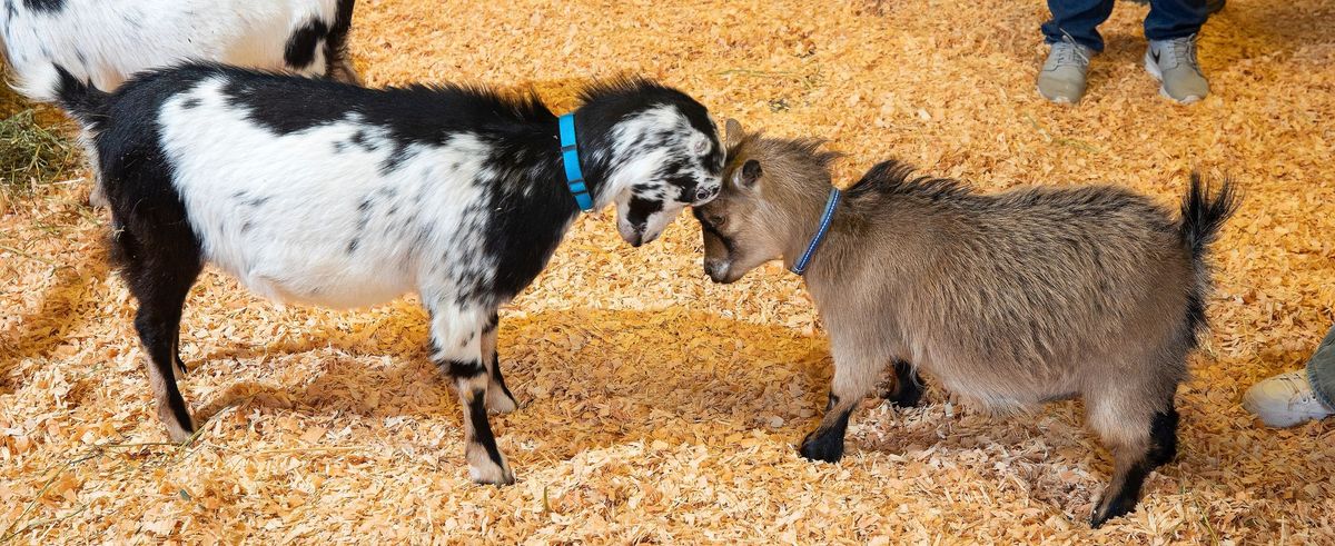 Washington State Fair