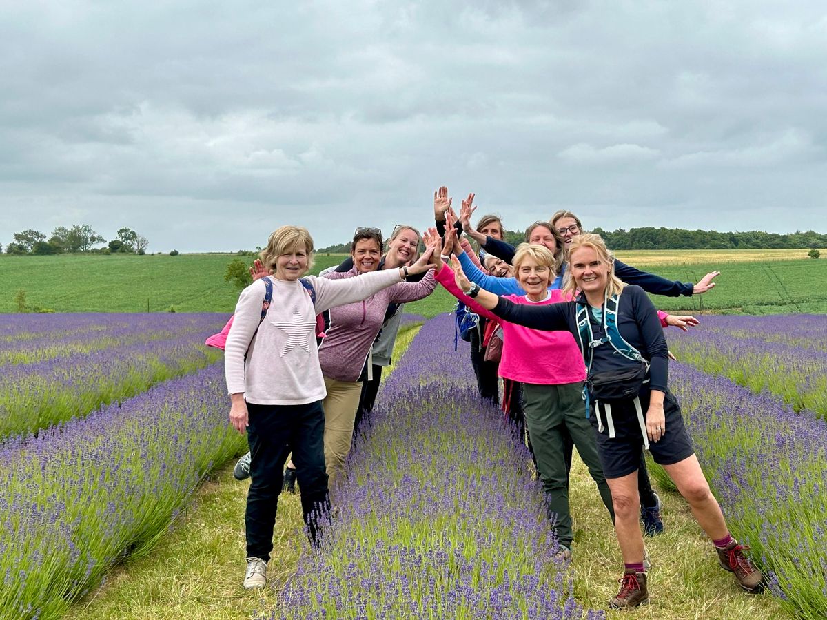 June Walk: A Fragrant Walk to Cotswold Lavender (Tue)